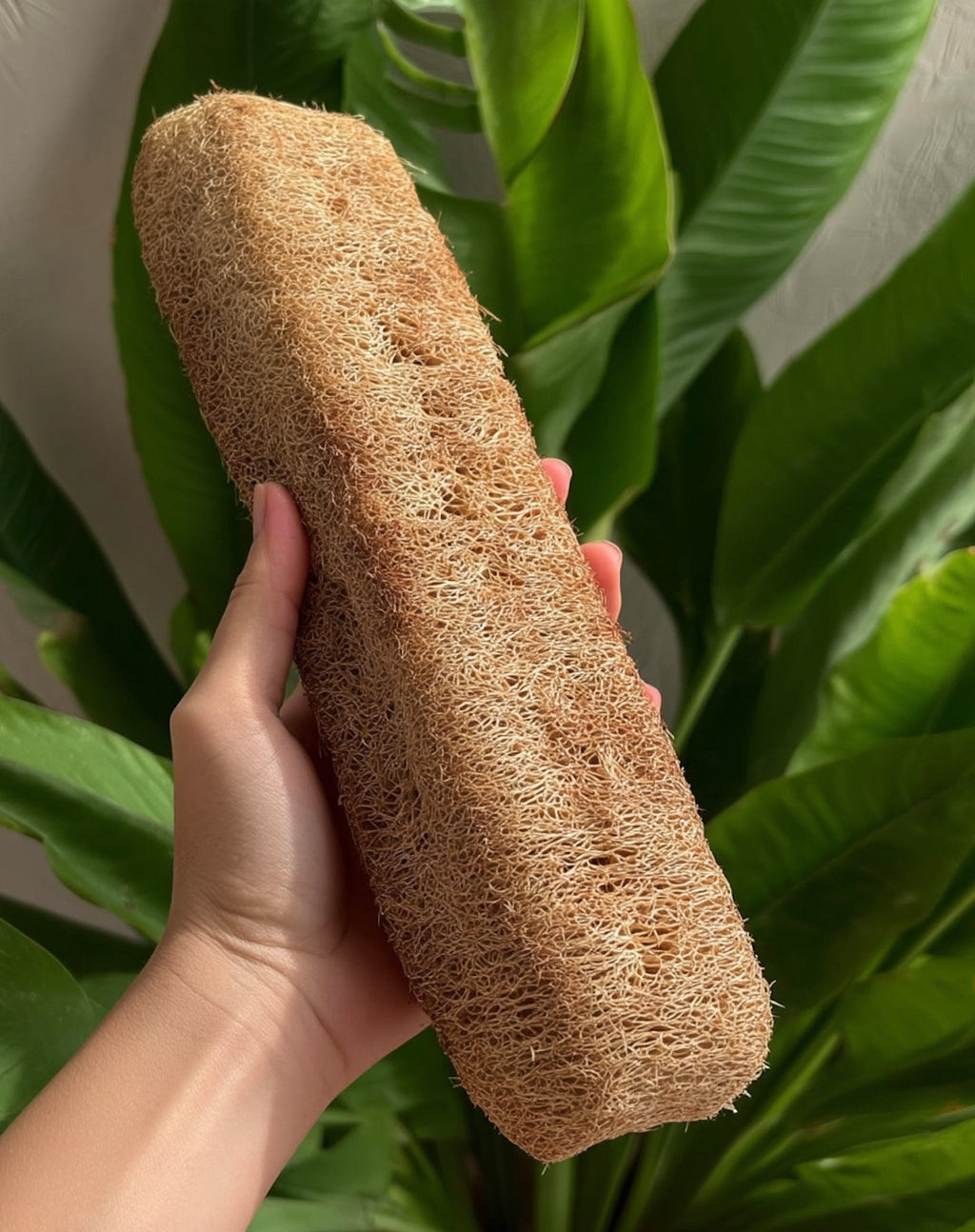 Large Natural Loofah