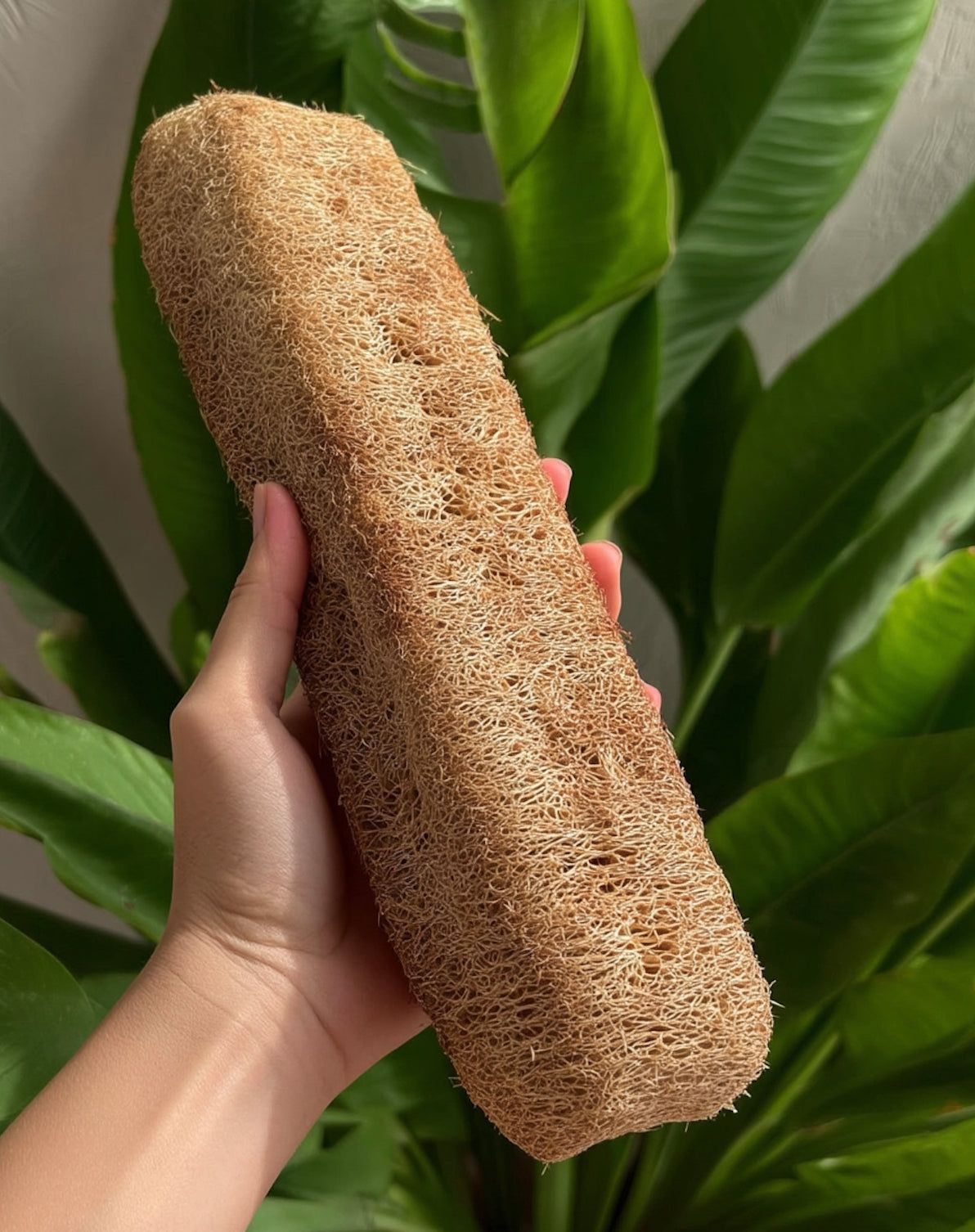 Large Natural Loofah